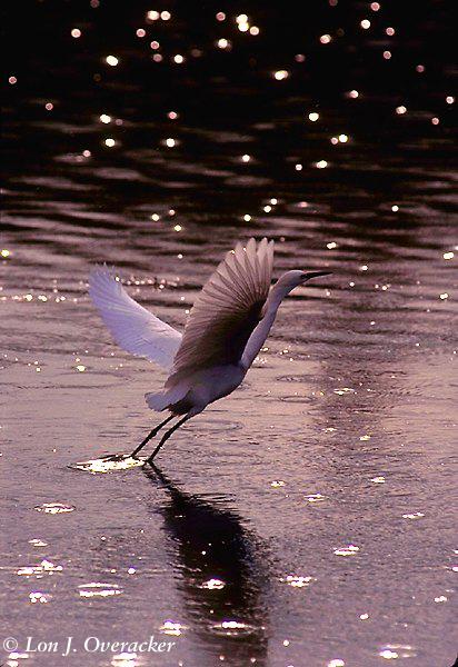 Egret Take Off (51k)