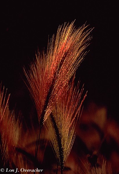 Foxtail Barley (57k)