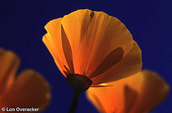 California Poppy (34k)