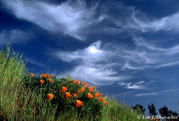 Poppies and Sky (74k)