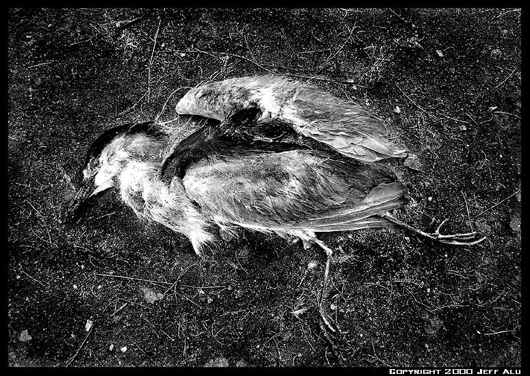 Bird