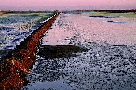 Rice Field at Dusk, California