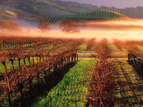 Morning, Napa Valley (c) 1995 Gerhard Bock