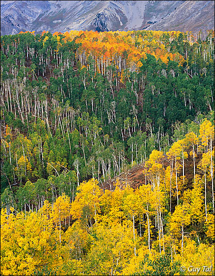 Fall Tapestry
