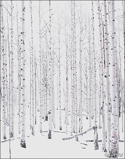 Hibernating Aspen