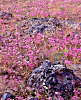 Desert Wildflowers (121k)