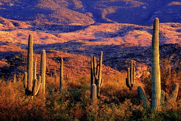 Saguaro Sunset with Mountain Backdrop