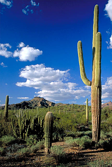Saguaro and Organ Pipe Cacti with distant mountains