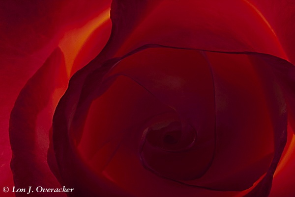 Backlit Rose (22k)
