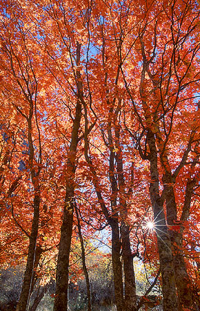 Maple Blaze